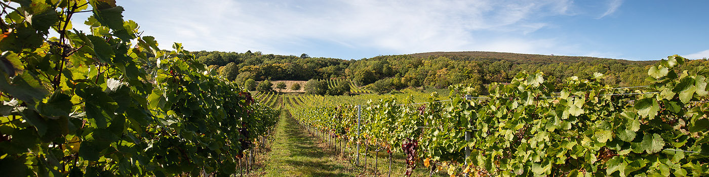 Weingut Schneider Weingarten Gumpoldskirchen