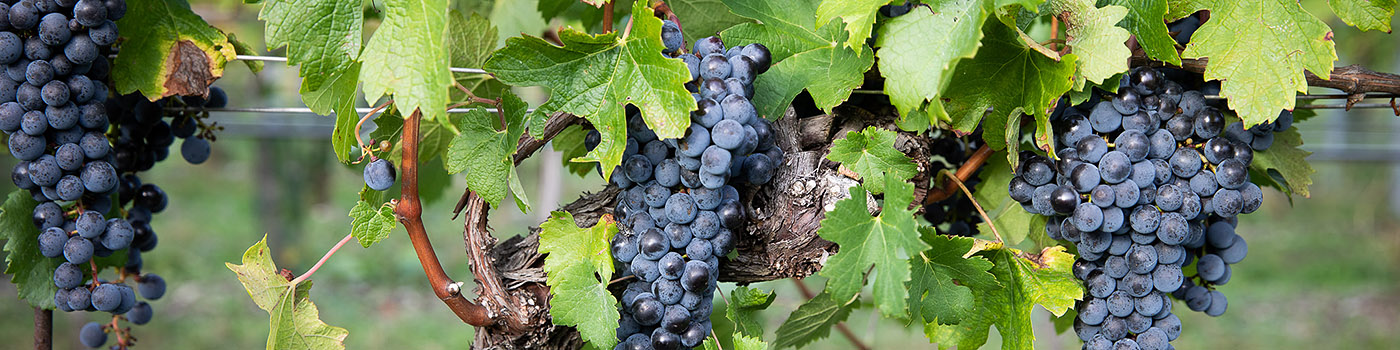 Weingut Schneider Weintrauben