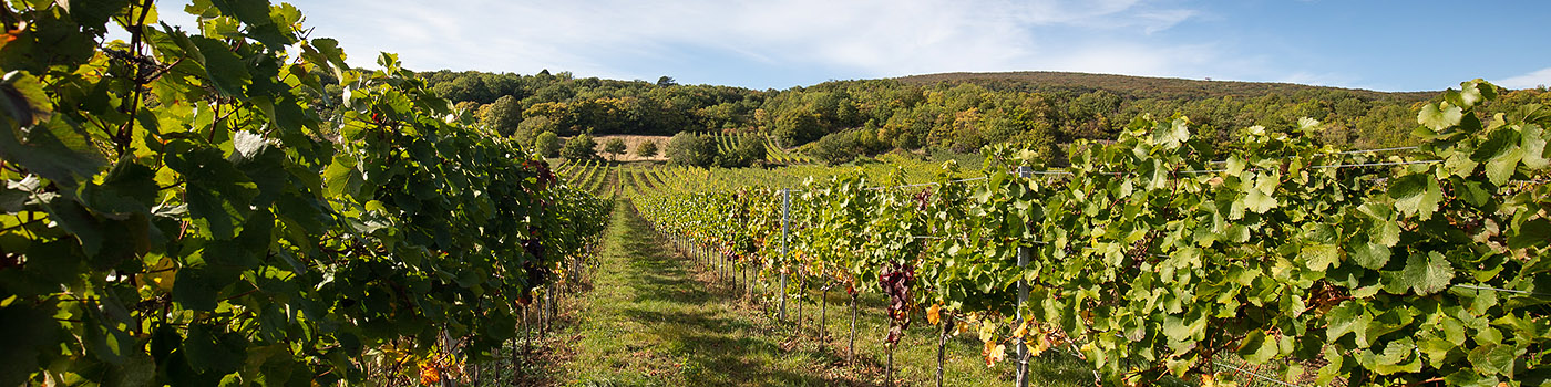 Weingut Schneider Weingarten