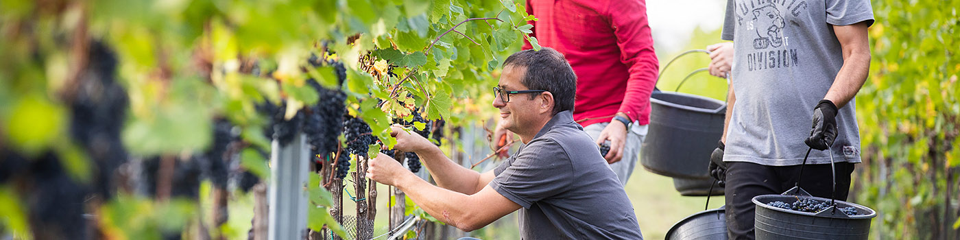 Weingut Schneider Weinlese Georg
