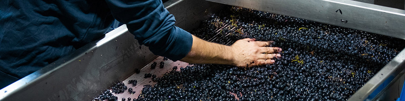 Weingut Schneider Weintrauben Keller