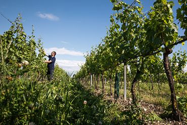 Weingut Schneider Georg Rebschnitt