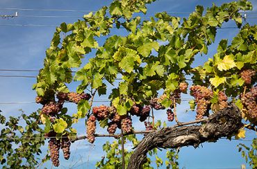Weingut Schneider Weintrauben 