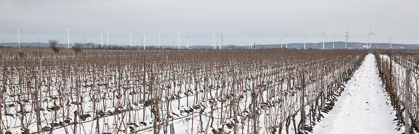 Weingarten Schneider Tattendorf Winter