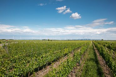 Weingut Schneider Weingarten Sommer