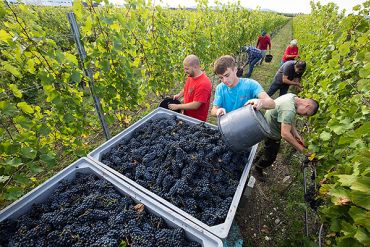 Weingut Schneider Team Weinlese