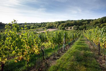 Weingut Schneider Weingarten Gumpoldskirchen Herbst
