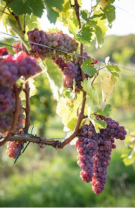 Rebsorte Weingut Schneider