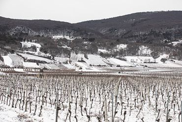 Weingut Schneider Weingarten Gumpoldskirchen Winter