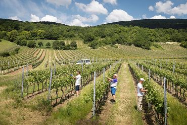 Weingut Schneider Team Arbeit