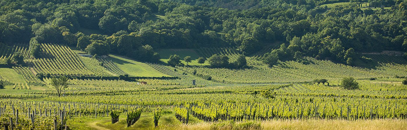 Weingarten Schneider Gumpoldskirchen