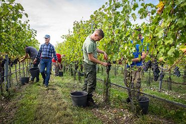 Weingut Schneider Weinlese