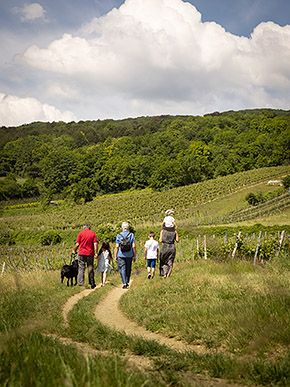 Wandern Gumpoldskirchen